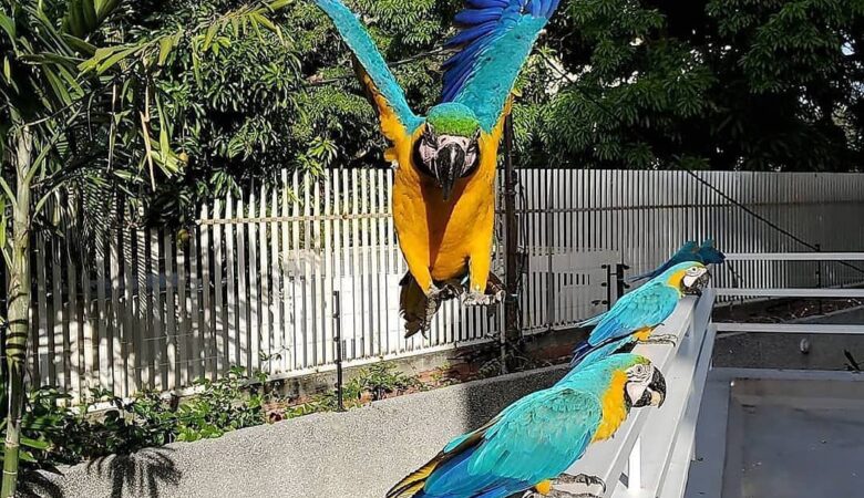 Macaw parrot breeders in Connecticut