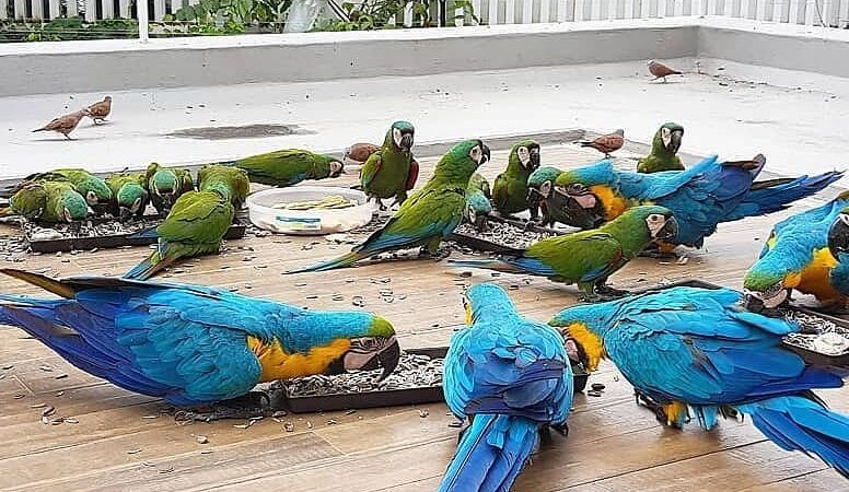 Hyacinth Macaw parrots for sale in United Arab Emirates