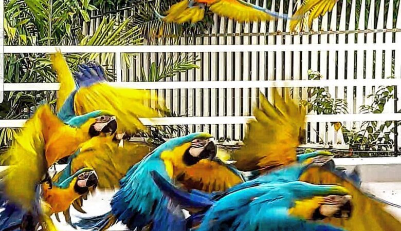 Macaw parrots for sale in Mobile County AL