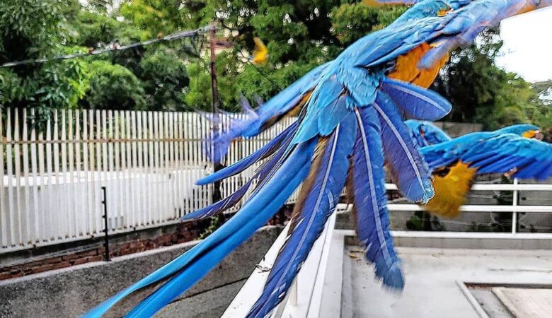 macaw parrots for sale in Elk Grove, CA