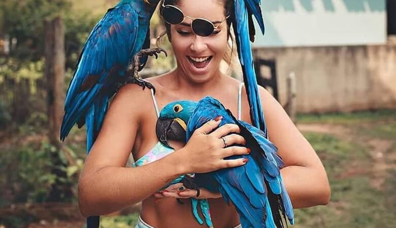 Macaw parrots for sale in Alameda County