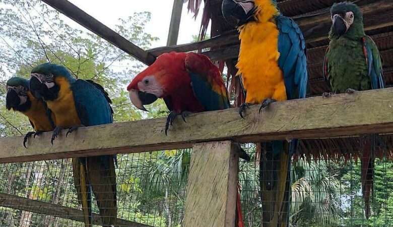 Military Macaw parrots for sale in South Carolina