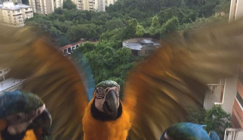 macaw parrots for sale in Ventura, CA