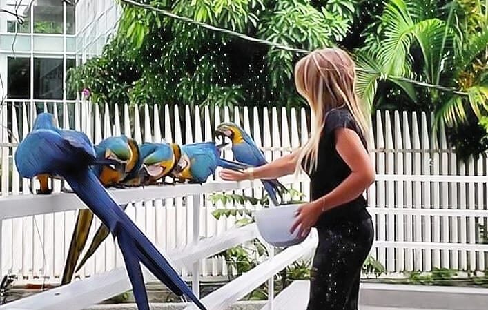 macaw parrots for sale in Temecula, CA