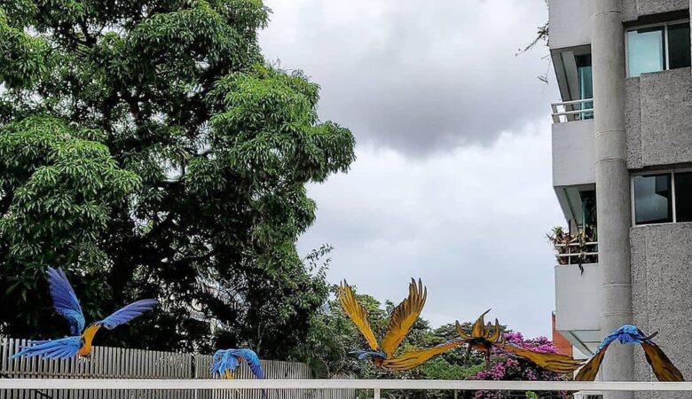 macaw parrots for sale in Concord, CA