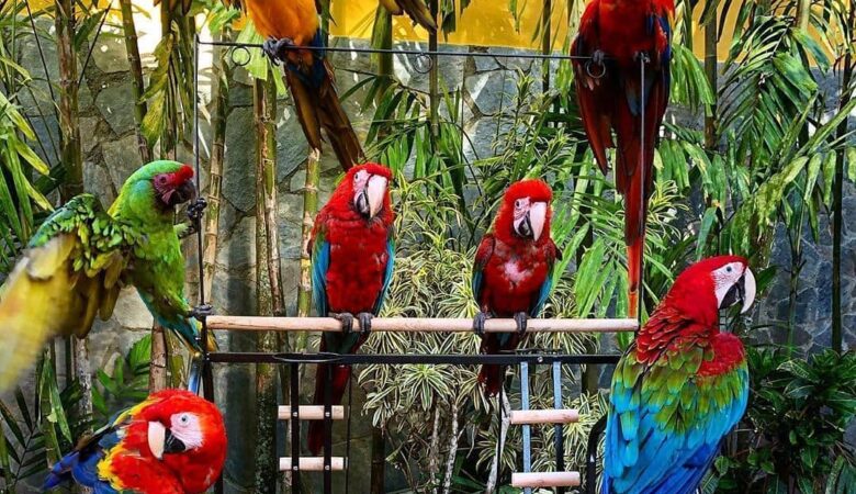 macaw parrots for sale in Murrieta, CA