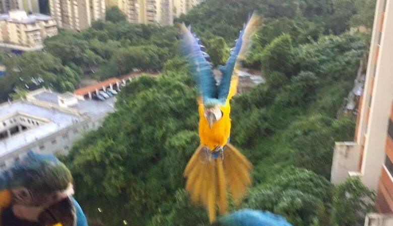 macaw parrots for sale in Carlsbad, CA