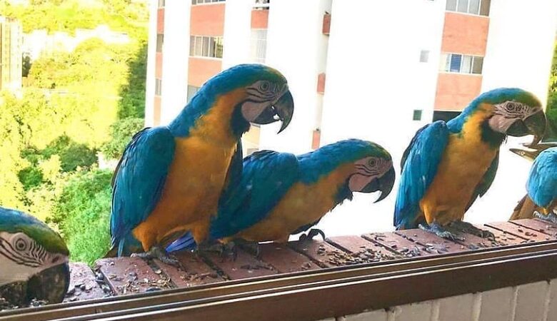 macaw parrots for sale in Visalia, CA