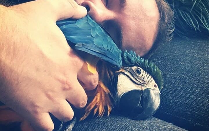 macaw parrots for sale in Pomona, CA