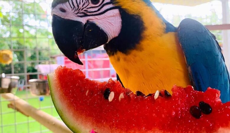 Macaw parrots for sale in Imperial County