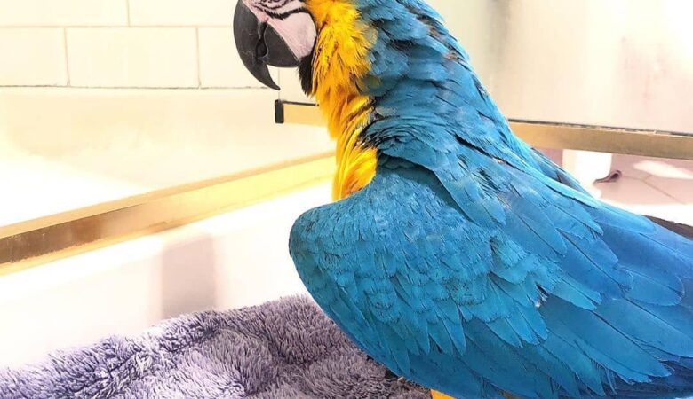 macaw parrots for sale in El Monte, CA