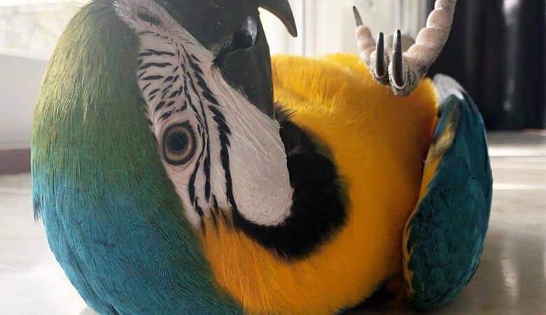 Macaw birds for sale in United Arab Emirates