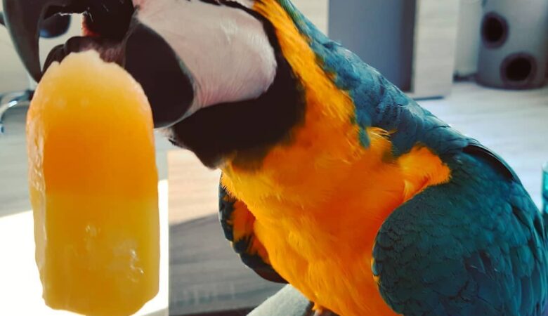 Macaw parrots for adoption in Puerto Rico