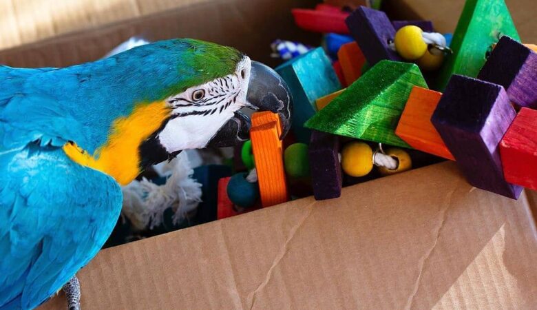 macaw parrots for sale in Jurupa Valley, CA