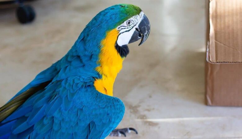 Macaw parrots for sale in Limestone County AL