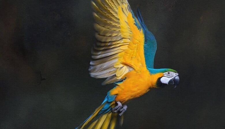 Macaw parrots for sale in Morgan County AL