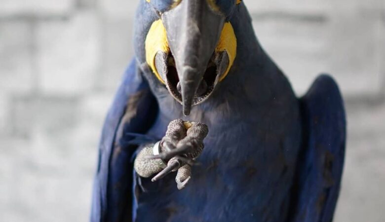 Macaw parrots for sale in Lamar County AL