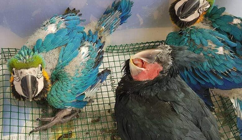 Macaw parrots for sale in Bibb County AL