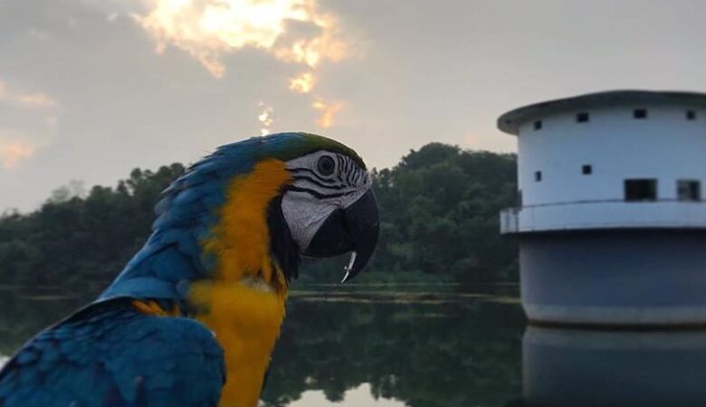 Macaw parrots for sale in Conecuh County AL