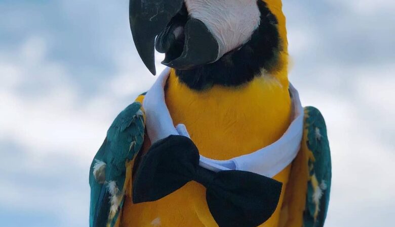 Macaw parrot breeders in Maryland