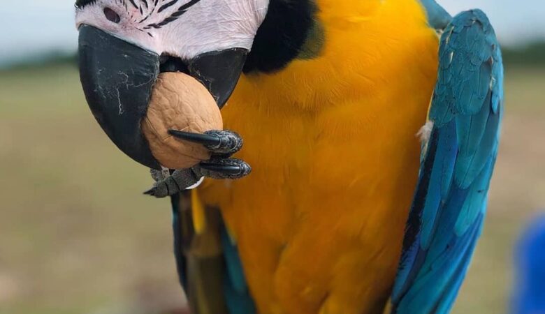 Scarlet Macaw parrots for sale in New Zealand