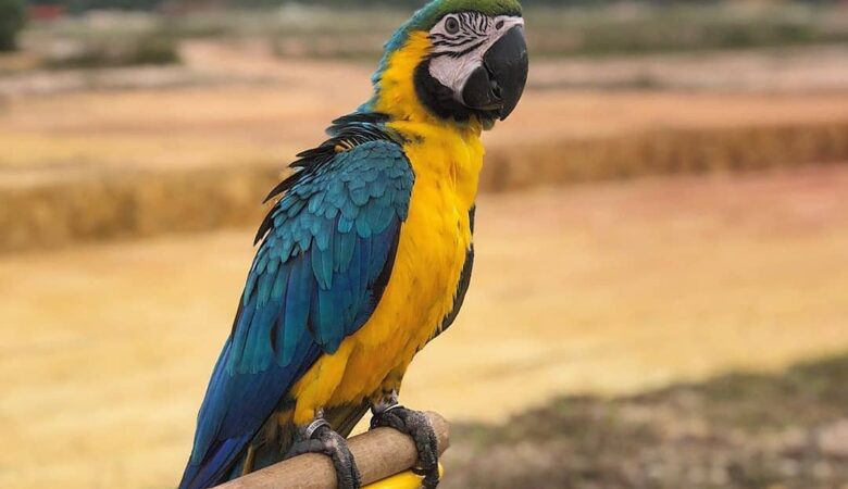 Macaw parrots for sale in Escambia County AL