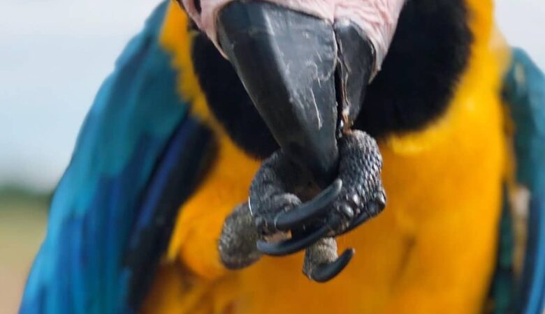 Macaw parrots for sale in Coosa County AL