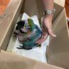 Harlequin Macaw Parrots for sale