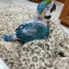 Harlequin Macaw Parrots for sale