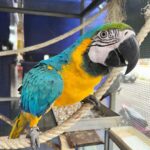 Harlequin Macaw Parrots for sale