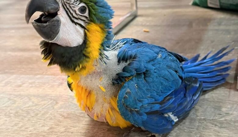 Military Macaw parrots for sale in New Zealand