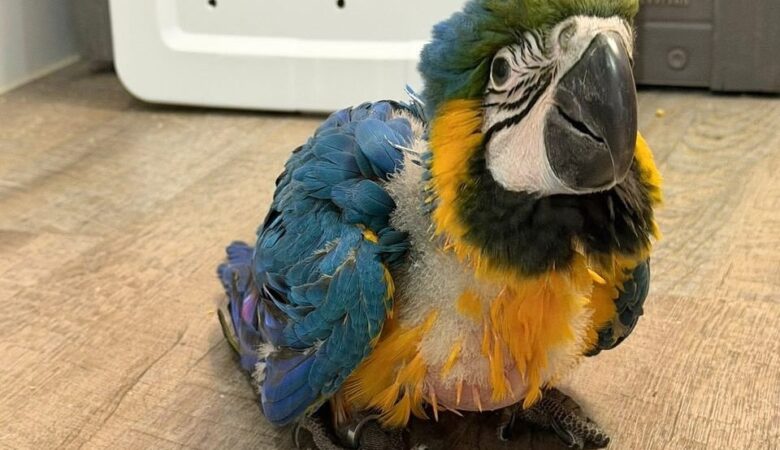 Military Macaw parrots for sale in Colorado
