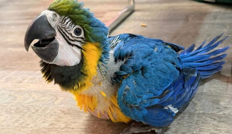 Macaw parrot breeders in Illinois