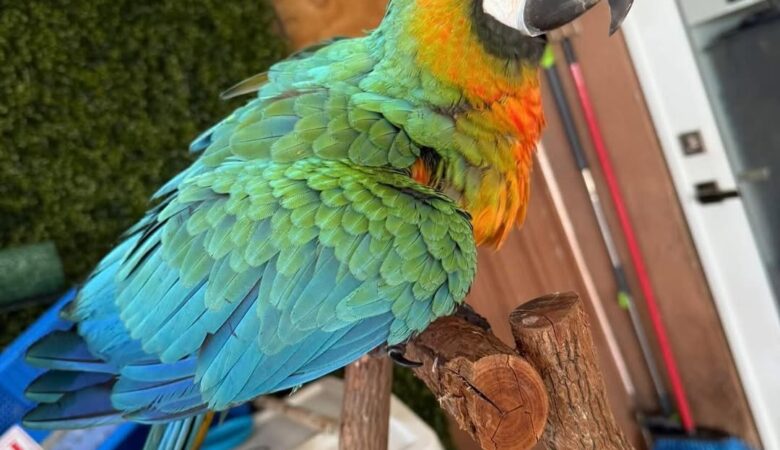 Macaw parrots for sale in Jefferson County AL