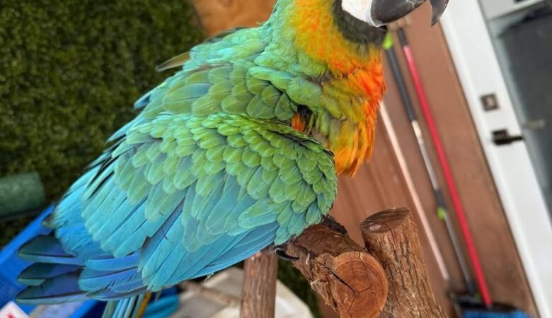 Macaw parrots for sale in Henry County AL
