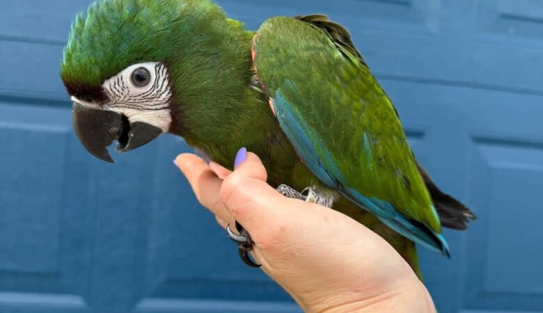 macaw parrots for sale in Compton, CA