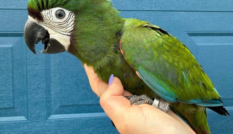 macaw parrots for sale in Clovis, CA