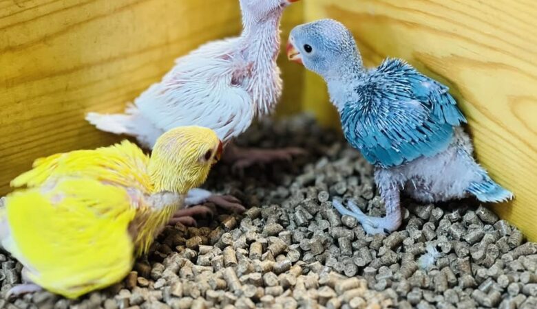 macaw parrots for sale in San Marcos, CA