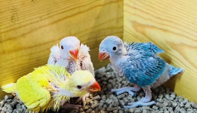 macaw parrots for sale in Fullerton, CA