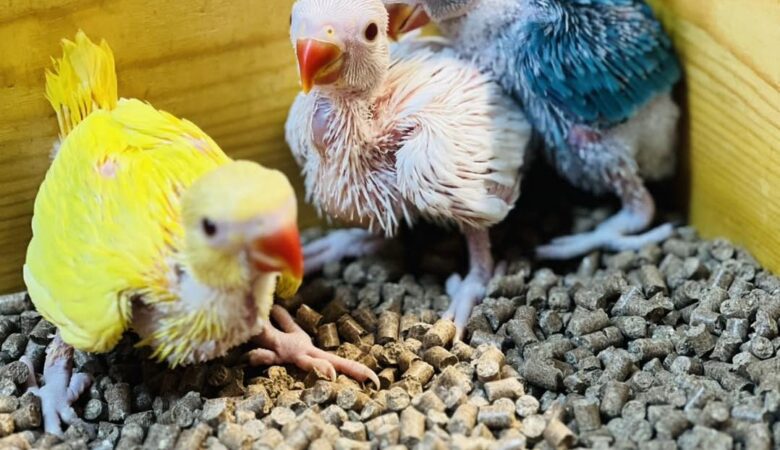 macaw parrots for sale in Orange, CA