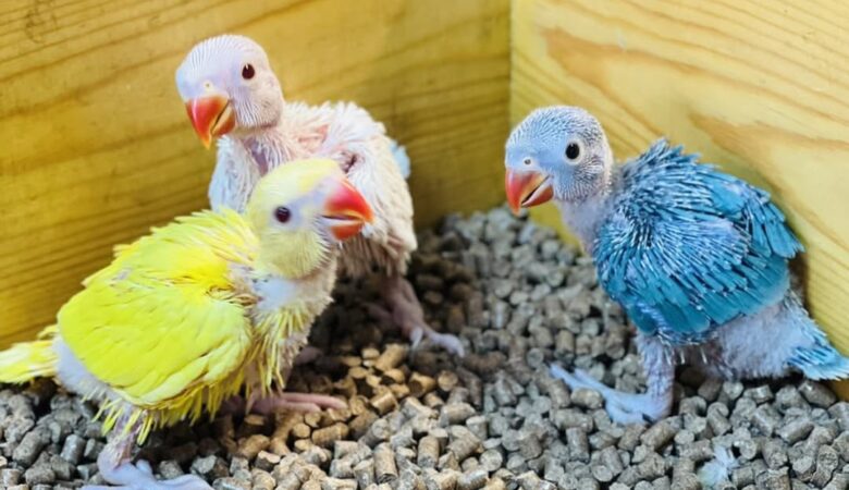 macaw parrots for sale in Redding, CA