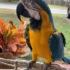 Cuban Red Macaw Parrots for sale
