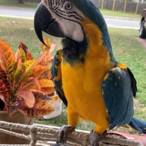 Cuban Red Macaw Parrots for sale