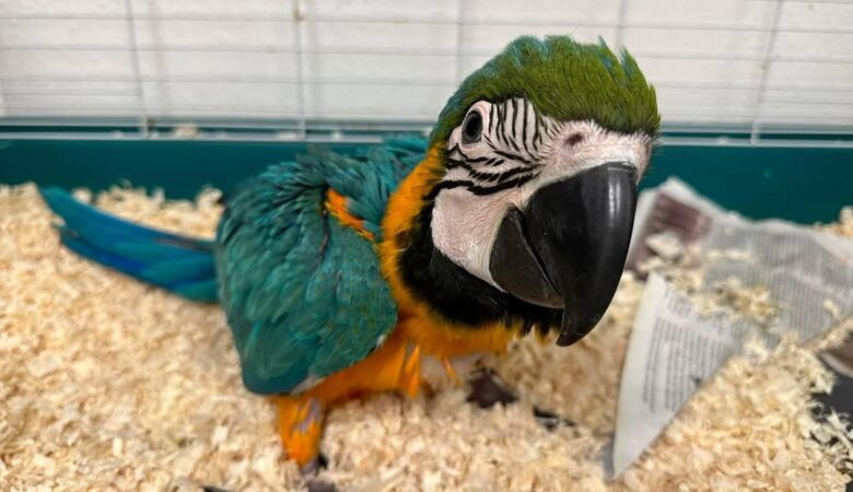 Macaw parrots for adoption in Oregon