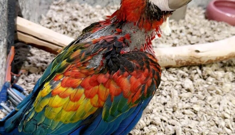 Macaw parrots for adoption in North Carolina