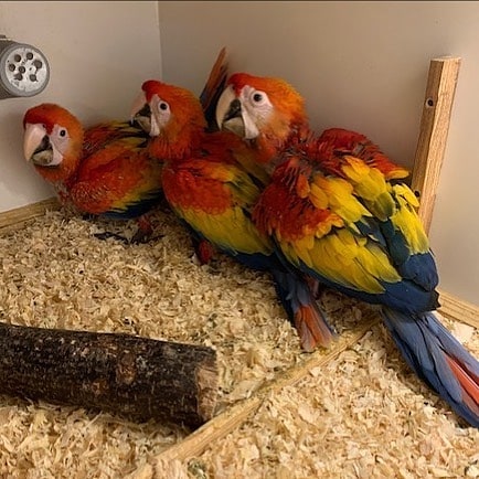 Macaw parrots for adoption in North Dakota