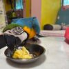 Severe Macaw Parrots for sale