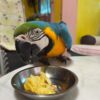 Severe Macaw Parrots for sale