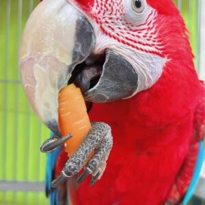 Hahns Macaw Parrots for sale