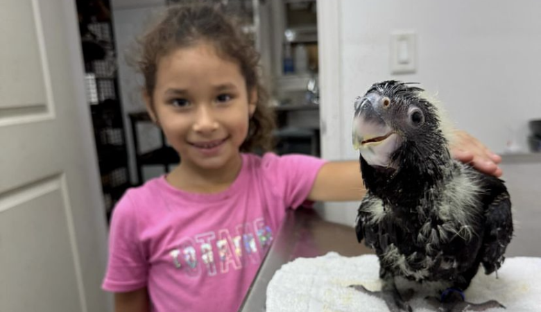Macaw parrots for sale in Del Norte County